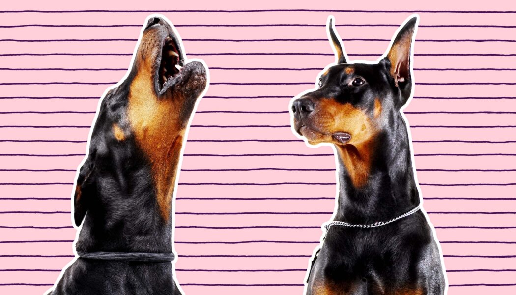 My bosses keep misgendering my co-worker. Should I say something?