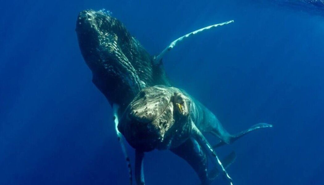Humpback whale intercourse observed for first time—and it was between two males