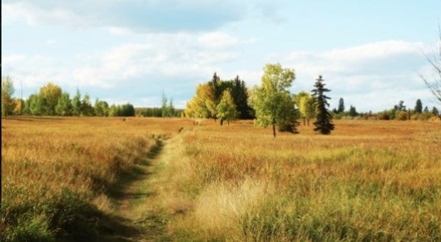 Calgary: Gay men allege police are targeting them for using park for hookups